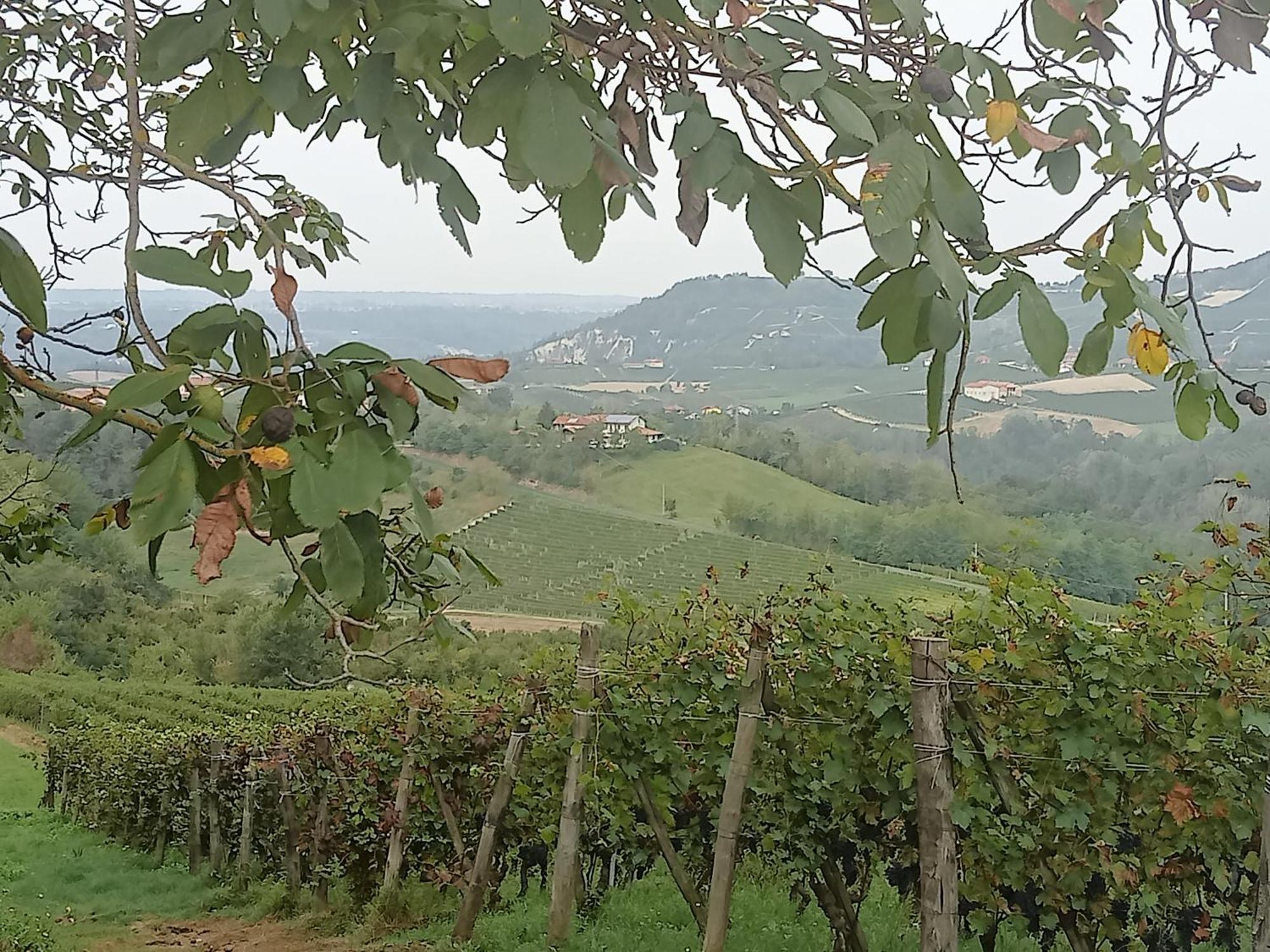 Agriturismo Bric Di Gai Monforte D'Alba Eksteriør billede