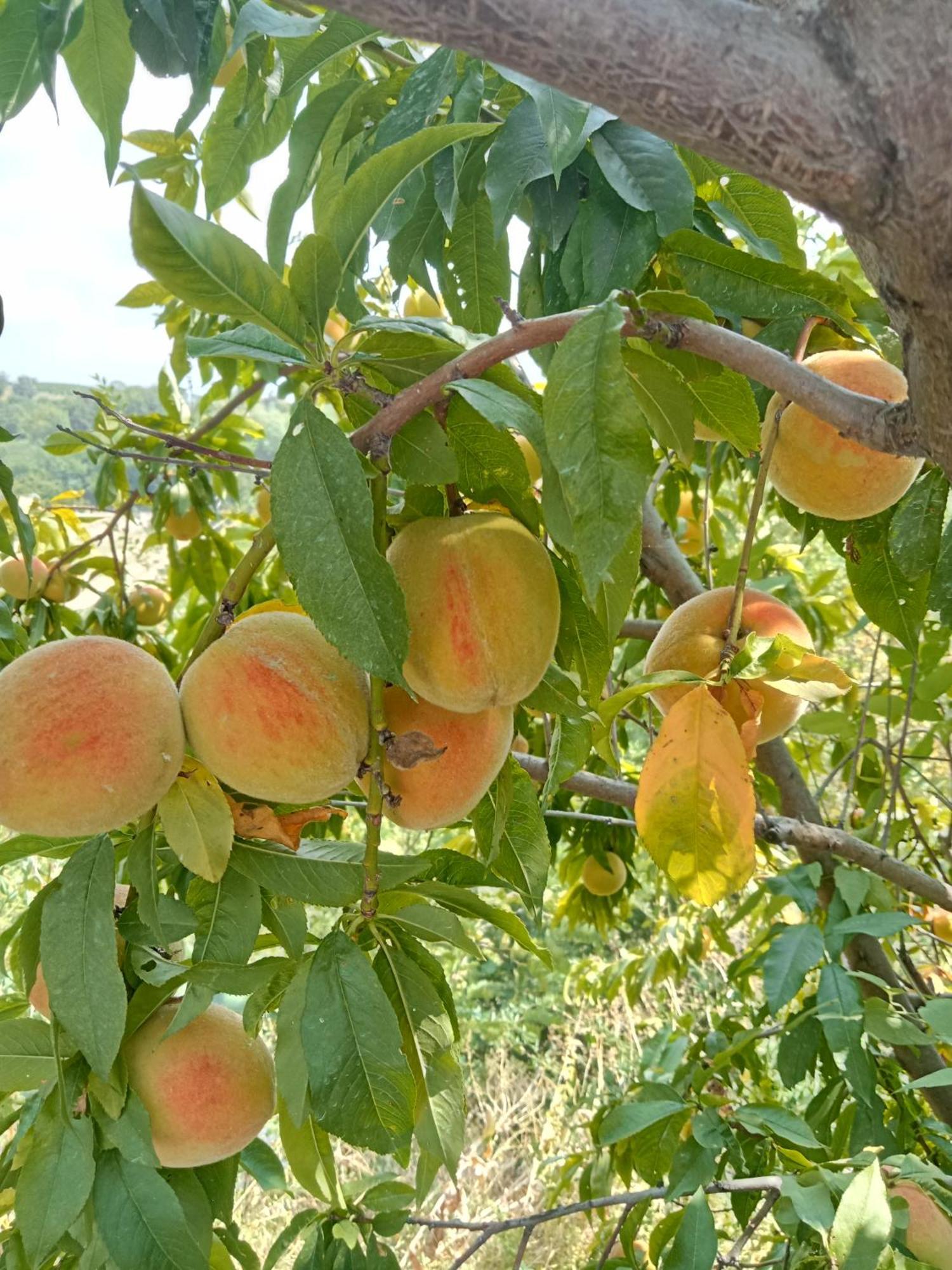 Agriturismo Bric Di Gai Monforte D'Alba Eksteriør billede